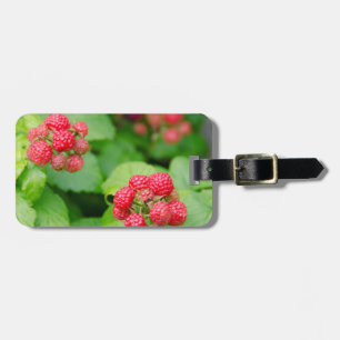 USA, Massachusetts, Nantucket. Reife Himbeeren Gepäckanhänger