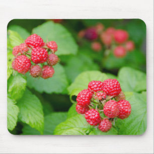 USA, Massachusetts, Nantucket. Reife Himbeeren Mousepad