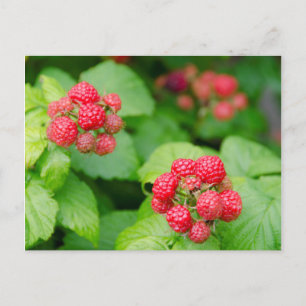 USA, Massachusetts, Nantucket. Reife Himbeeren Postkarte