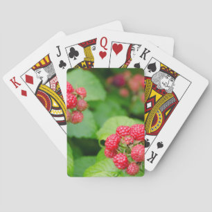 USA, Massachusetts, Nantucket. Reife Himbeeren Spielkarten