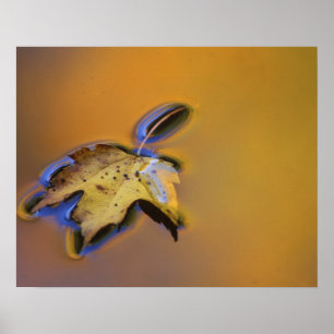 USA, Michigan, auf Wasser schwimmendes Ahornblatt Poster