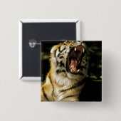 USA, Michigan, Detroit. Detroit Zoo, tiger 2 Button (Vorne & Hinten)