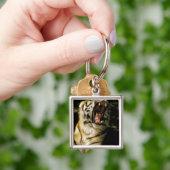 USA, Michigan, Detroit. Detroit Zoo, tiger 2 Schlüsselanhänger (Hand)