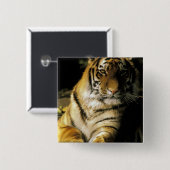 USA, Michigan, Detroit. Detroit Zoo, tiger 3 Button (Vorne & Hinten)