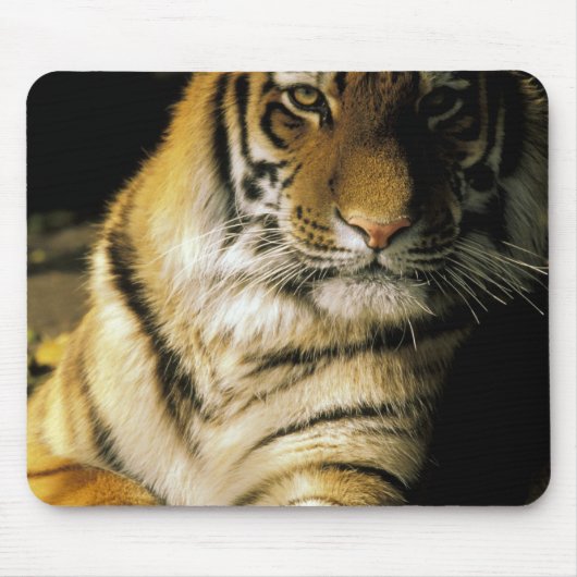 USA, Michigan, Detroit. Detroit Zoo, tiger 3 Mousepad (Vorne)