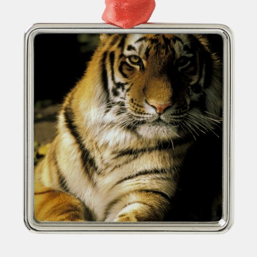 USA, Michigan, Detroit. Detroit Zoo, tiger 3 Ornament Aus Metall (Vorne)