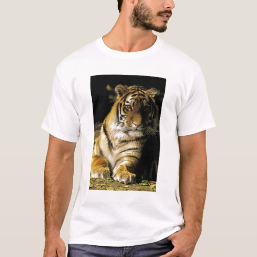 USA, Michigan, Detroit. Detroit Zoo, tiger 3 T-Shirt (Vorderseite)