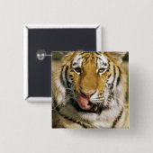 USA, Michigan, Detroit. Detroit Zoo, Tiger Button (Vorne & Hinten)