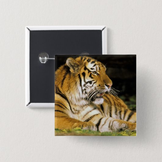 USA, Michigan, Detroit. Detroit Zoo, Tiger Button (Vorne & Hinten)