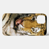 USA, Michigan, Detroit. Detroit Zoo, Tiger Case-Mate iPhone Hülle (Rückseite (Horizontal))