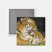 USA, Michigan, Detroit. Detroit Zoo, Tiger Magnet (Vorderseite/Rückseite)