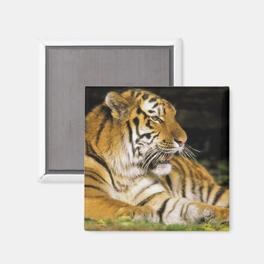 USA, Michigan, Detroit. Detroit Zoo, Tiger Magnet (Vorderseite/Rückseite)