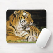 USA, Michigan, Detroit. Detroit Zoo, Tiger Mousepad (Mit Mouse)
