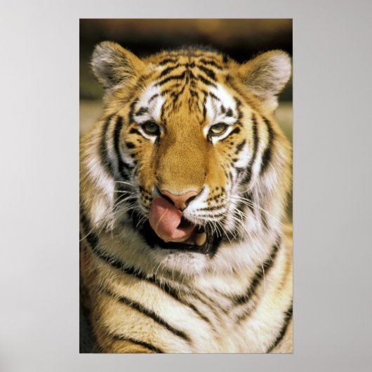 USA, Michigan, Detroit. Detroit Zoo, Tiger Poster (Vorne)