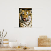 USA, Michigan, Detroit. Detroit Zoo, Tiger Poster (Küche)