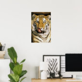 USA, Michigan, Detroit. Detroit Zoo, Tiger Poster (Heimbüro)
