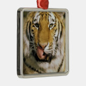 USA, Michigan, Detroit. Detroit Zoo, Tiger Silbernes Ornament (Rechts)