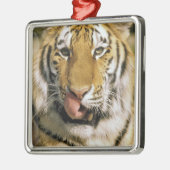 USA, Michigan, Detroit. Detroit Zoo, Tiger Silbernes Ornament (Links)