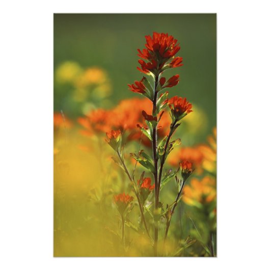 USA, Michigan, Drummond Island, Maxton Plains, Fotodruck (Vorne)