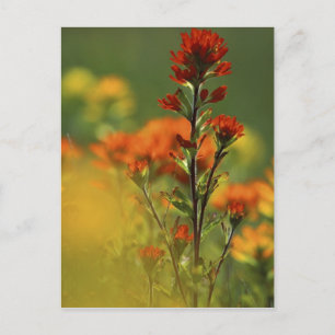 USA, Michigan, Drummond Island, Maxton Plains, Postkarte