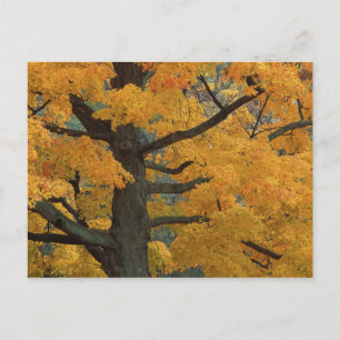 USA, Michigan, Nahaufnahme eines Zucker-Ahornbaums Postkarte