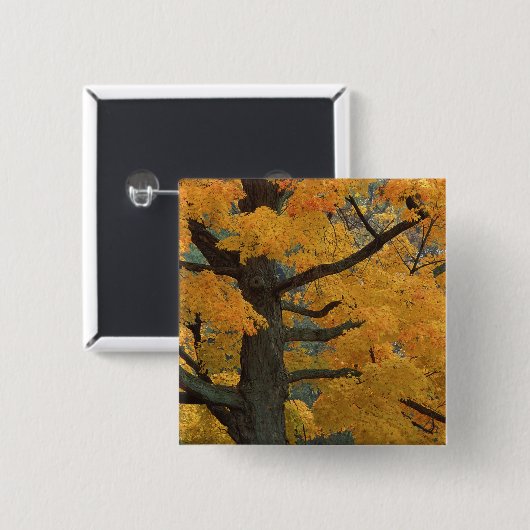 USA, Michigan, Naher Ahornbaum in Button (Vorne & Hinten)