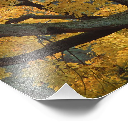 USA, Michigan, Naher Ahornbaum in Fotodruck (Ecke)