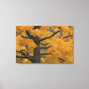 USA, Michigan, Naher Ahornbaum in Leinwanddruck