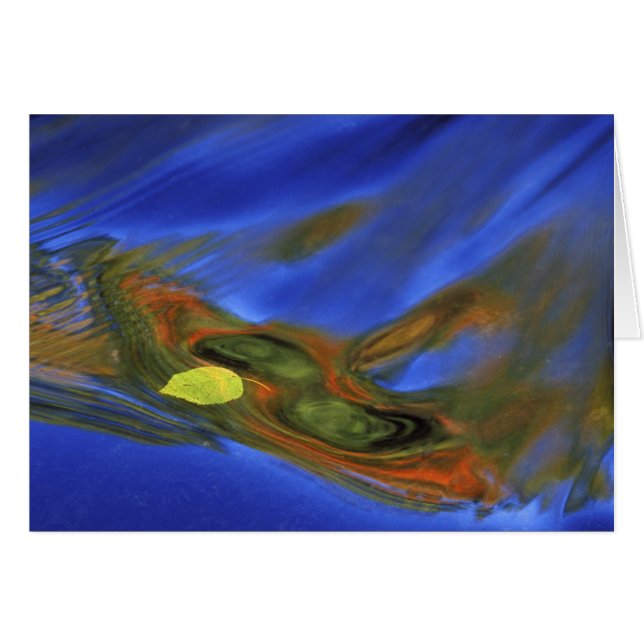 USA, Michigan, Obere Halbinsel, Birkenblätter in (Vorderseite (Horizontal))