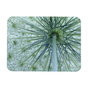 USA, Michigan. Queen-Anne's Lace aus Magnet