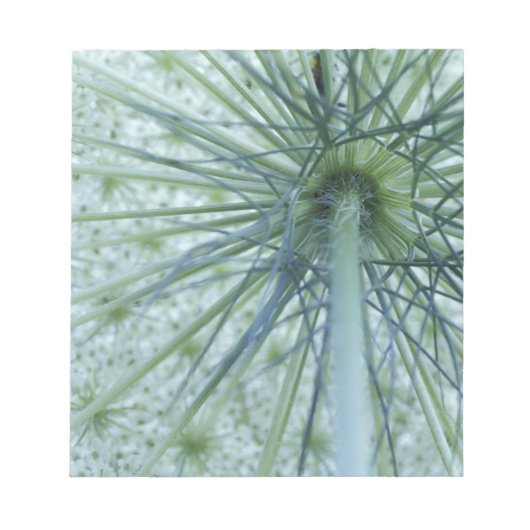 USA, Michigan. Queen-Anne's Lace aus Notizblock (Vorderseite)