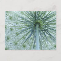 USA, Michigan. Queen-Anne's Lace aus