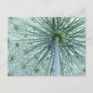 USA, Michigan. Queen-Anne's Lace aus Postkarte
