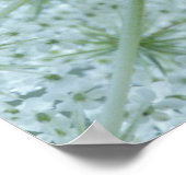 USA, Michigan. Queen-Anne's Lace viewed from Poster (Ecke)