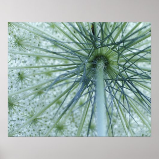 USA, Michigan. Queen-Anne's Lace viewed from Poster (Vorne)