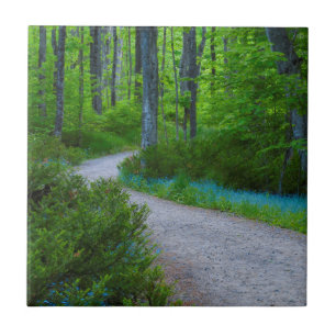 USA, Michigan. Weg Durch Den Wald Fliese