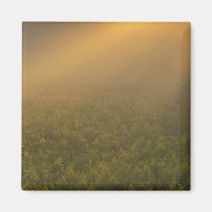 USA, Michigan, Wiese von Goldenrod-Pflanze Magnet