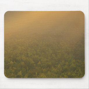 USA, Michigan, Wiese von Goldenrod-Pflanze Mousepad