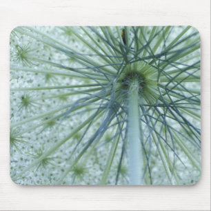 USA, Michigan. Wilde Möhre von unten betrachtet Mousepad