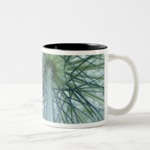 USA, Michigan. Wilde Möhre von unten betrachtet Zweifarbige Tasse