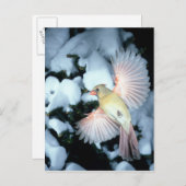 USA, Minnesota, Mendota Heights, Kardinal Postkarte (Vorne/Hinten)