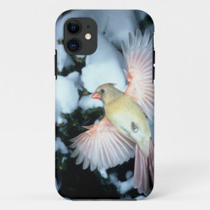 USA, Minnesota, Mendota Heights, weiblicher Kardin Case-Mate iPhone Hülle