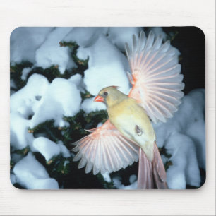 USA, Minnesota, Mendota Heights, Weiblicher Kardin Mousepad