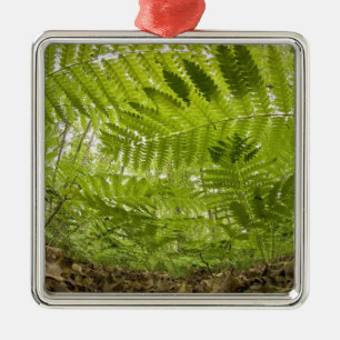 USA, Minnesota, Nordküste Lake Superior, Silbernes Ornament