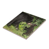 USA, Minnesota, Sandstone, Minnesota Wildlife 13 Fliese (Seite)