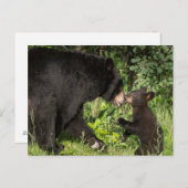 USA, Minnesota, Sandstone, Minnesota Wildlife 13 Postkarte (Vorne/Hinten)