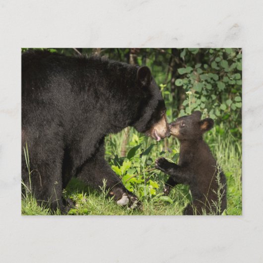 USA, Minnesota, Sandstone, Minnesota Wildlife 13 Postkarte (Vorderseite)