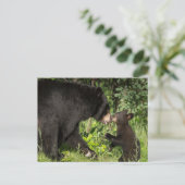 USA, Minnesota, Sandstone, Minnesota Wildlife 13 Postkarte (Stehend Vorderseite)