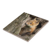 USA, Minnesota, Sandstone, Minnesota Wildlife 14 Fliese (Seite)