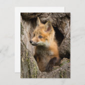 USA, Minnesota, Sandstone, Minnesota Wildlife 14 Postkarte (Vorne/Hinten)